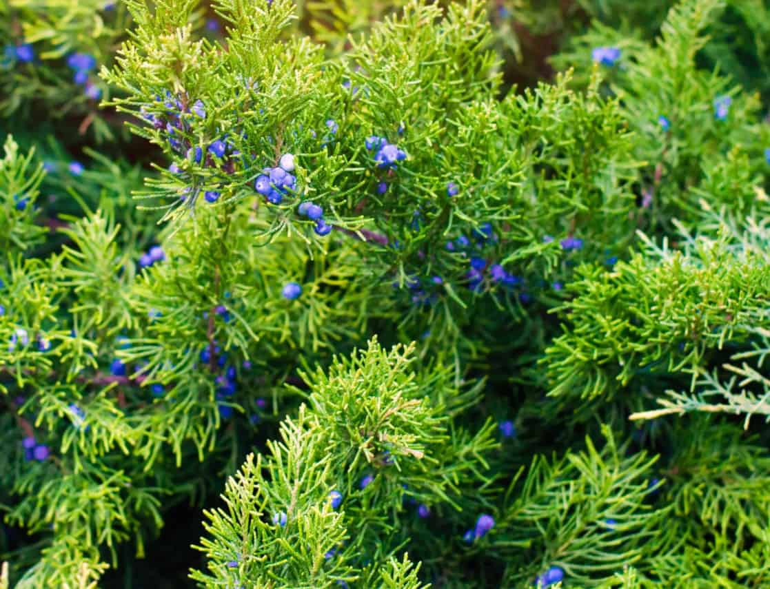 Junipers are highly drought-tolerant.