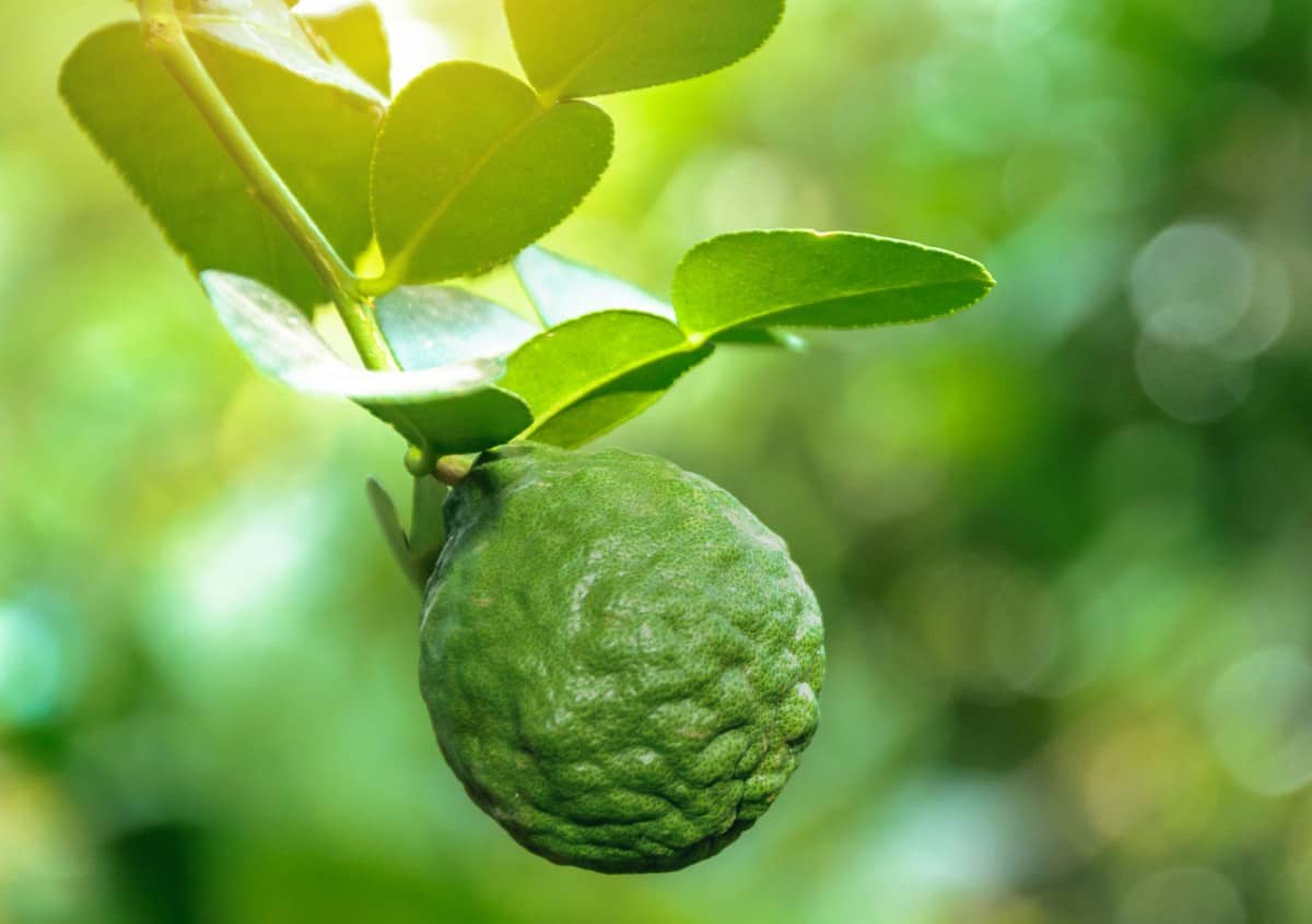 Kaffir lime trees do quite well in a container.