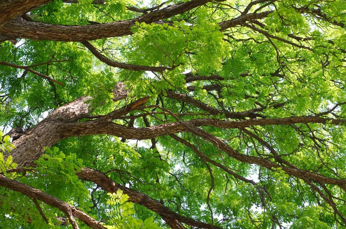 The Kentucky coffeetree is known for its unusually-colored leaves.