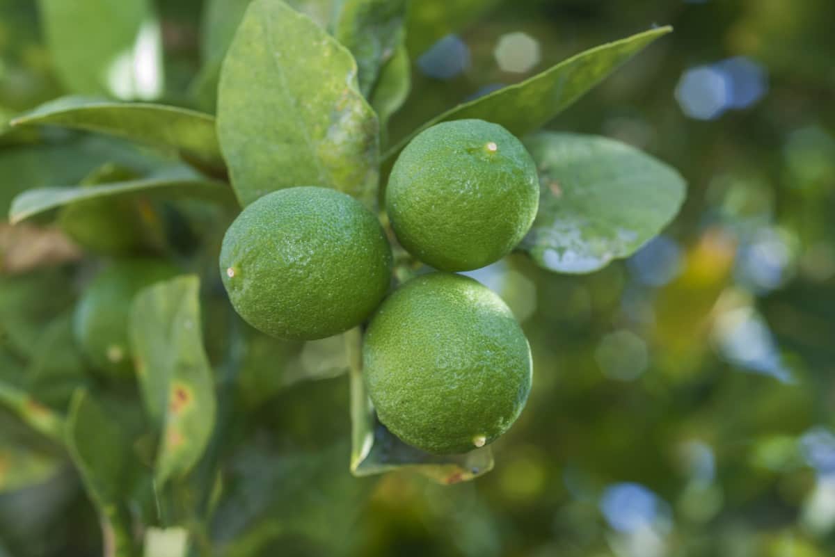 Grow a key lime tree for your very own limes to add to key lime pie.