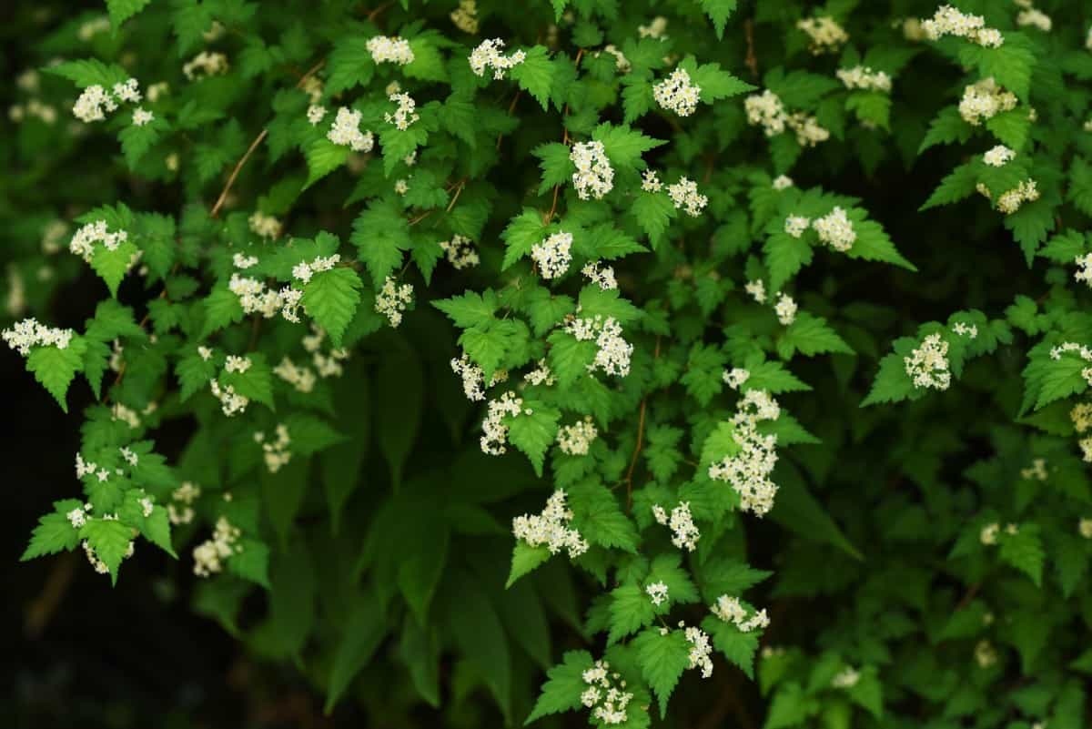 Lace shrubs are low growers with arching branches.