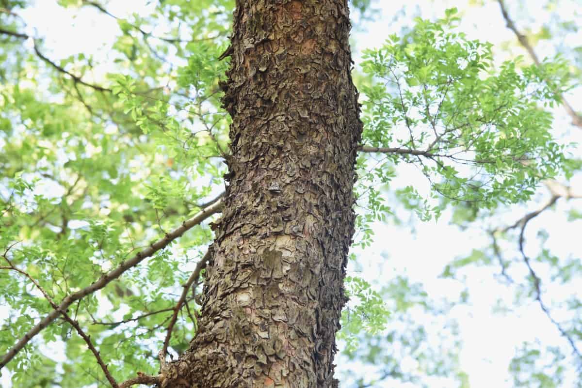 Lacebark elms are an extremely hardy species.