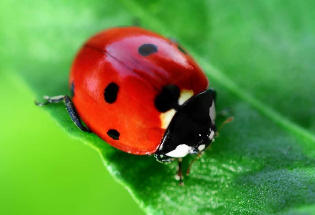 ladybugs eat spiders