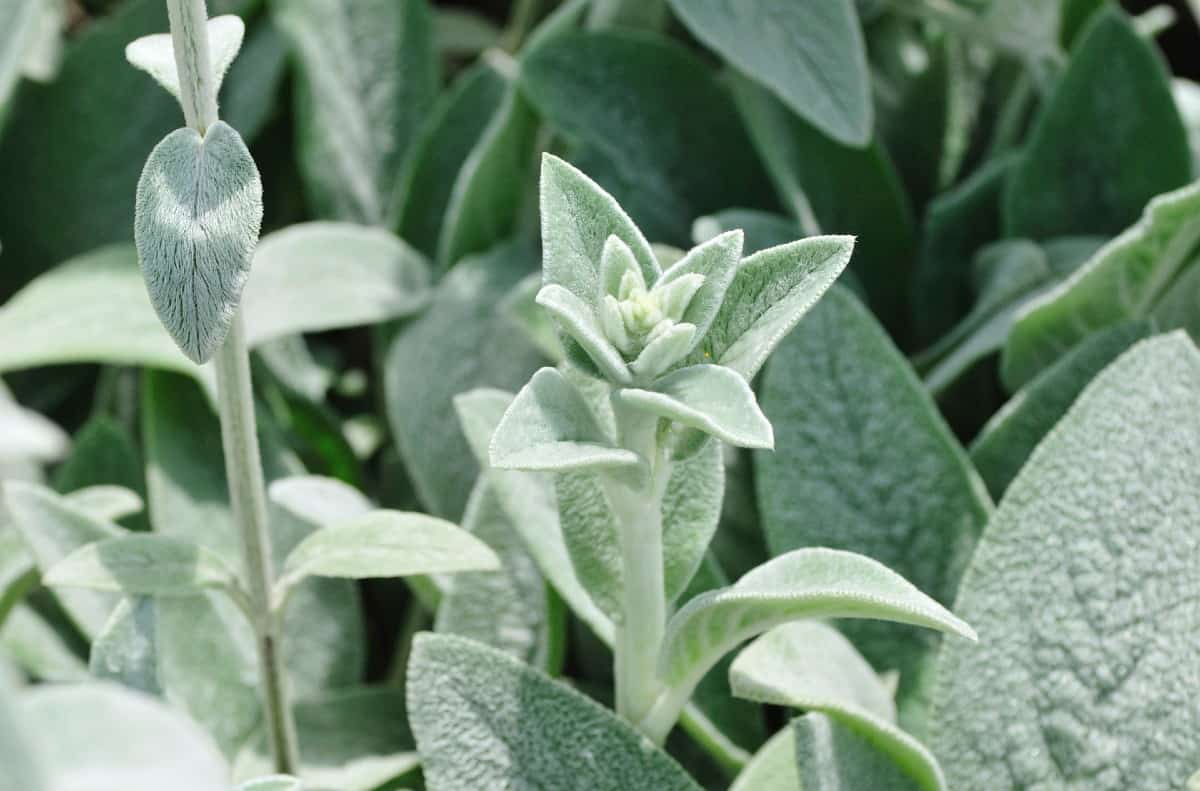 Lamb's ear plants are delightfully fuzzy.