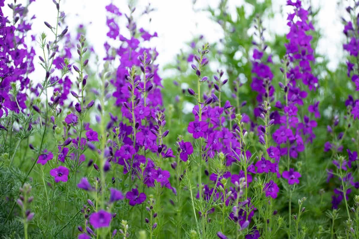 Larkspur does best in part to full shade.
