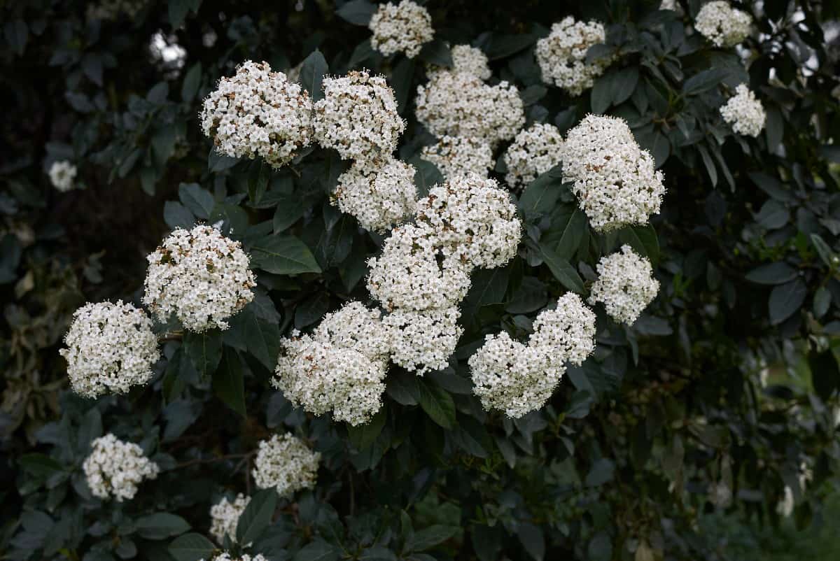 Laurustinus is an attractive drought-tolerant shrub.