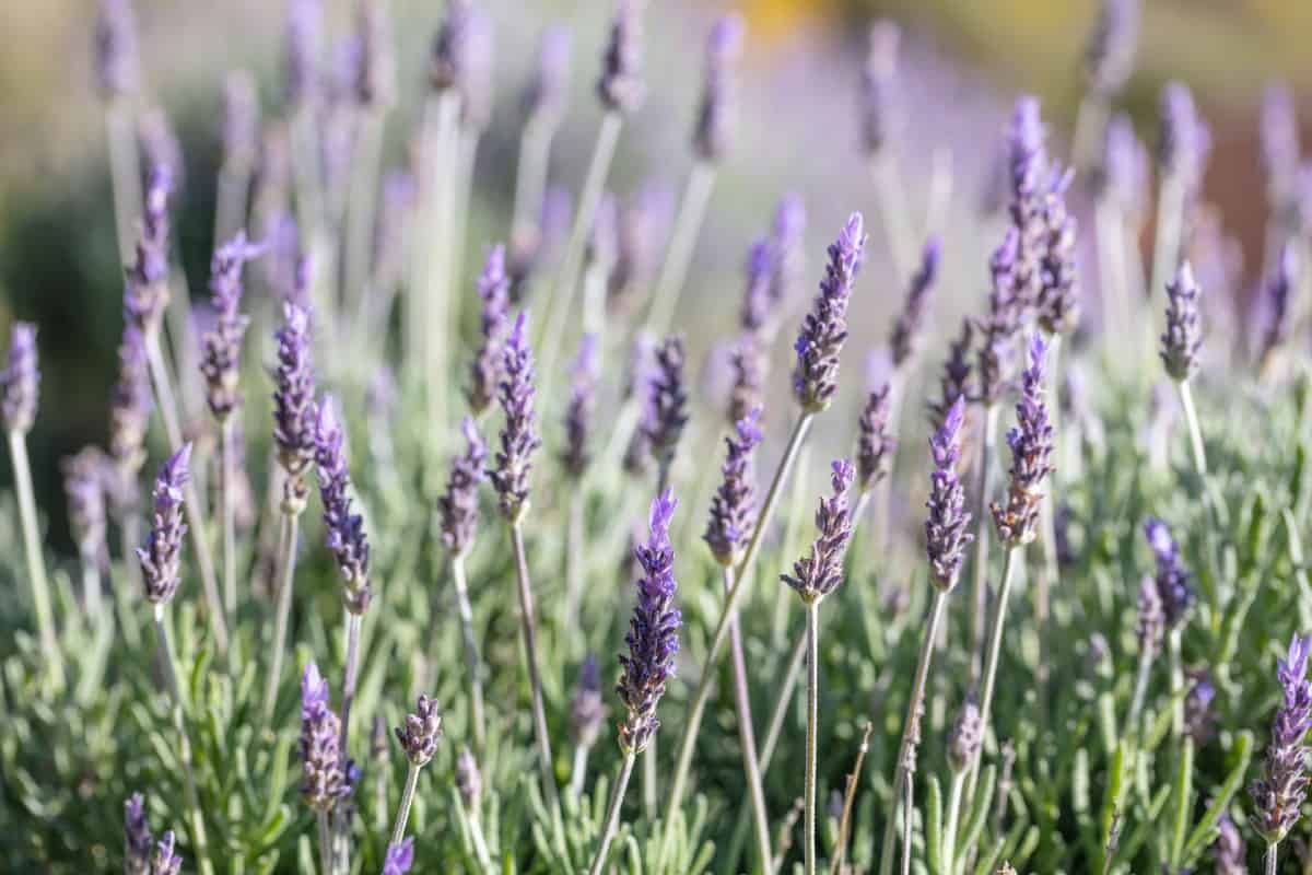 Lavender is a multi-use herb perennial.