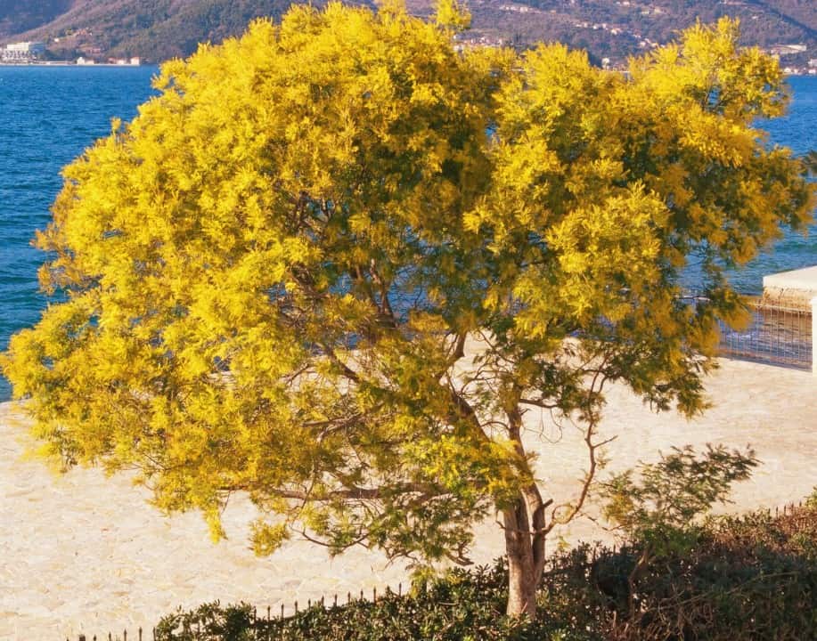 The leather leaf acacia is an evergreen tree.