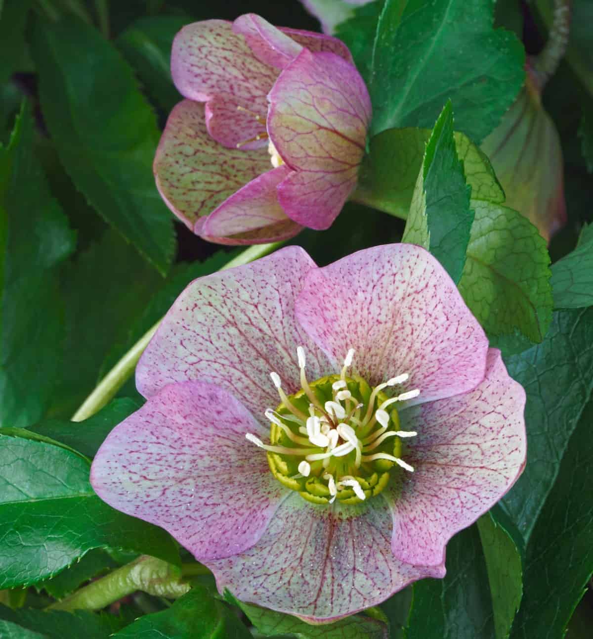 The lenten rose is a perennial that blooms in early spring.