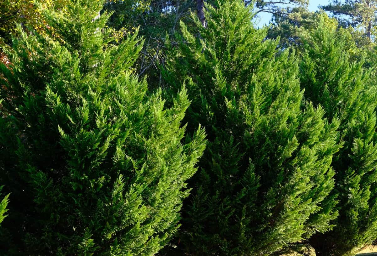 The leyland cypress makes an excellent evergreen for privacy.