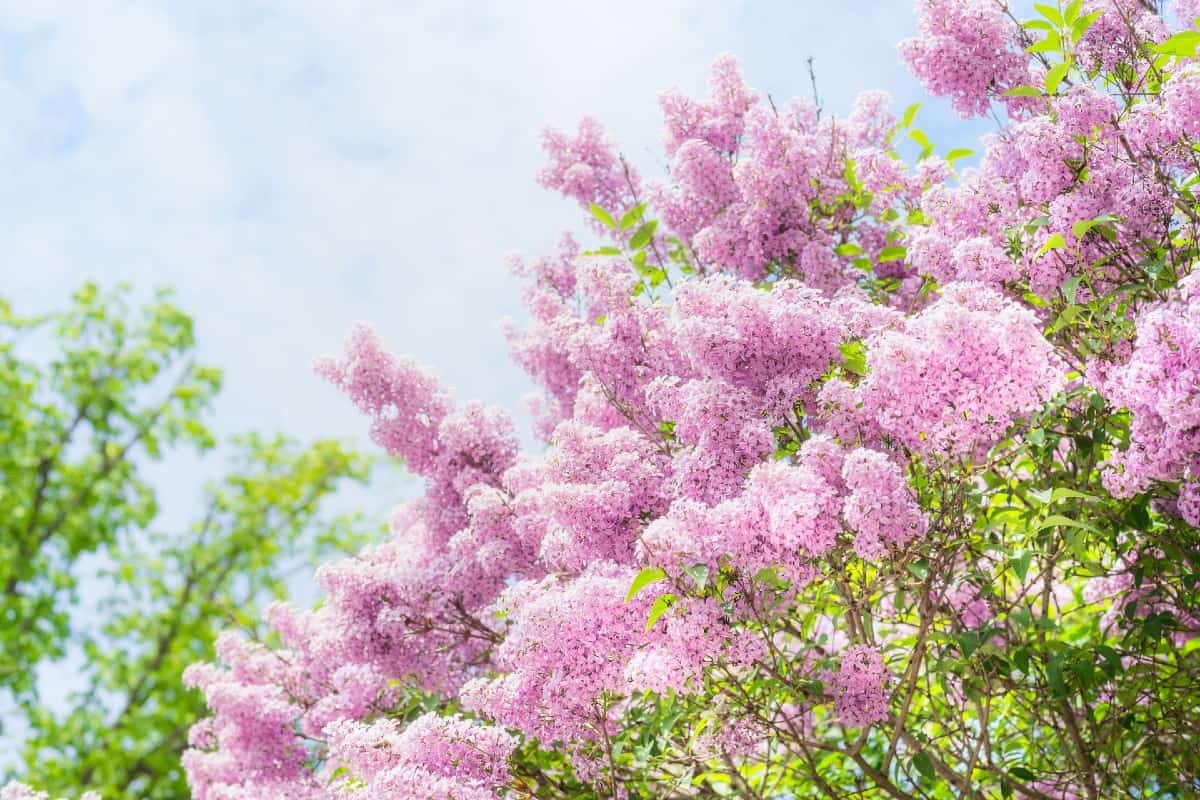 Lilac bushes need regular pruning.