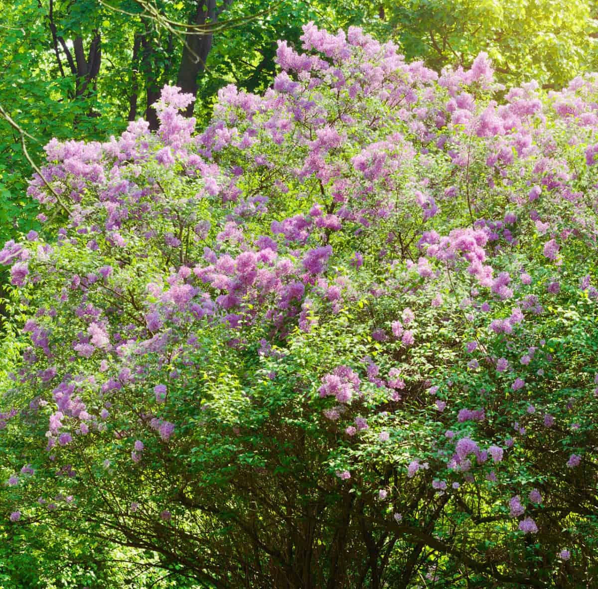 For a fragrant yard in spring, grow some lilac bushes.