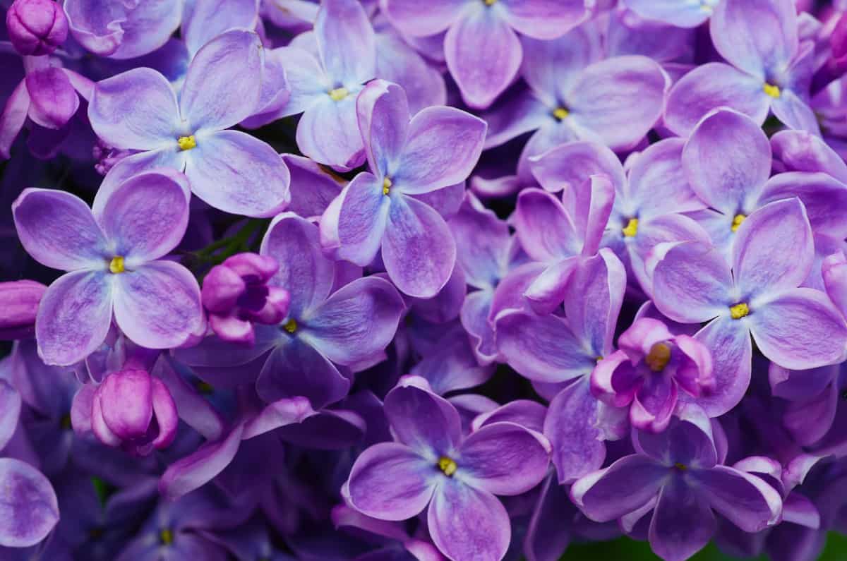 Lilacs are probably the most popular fragrant perennials.