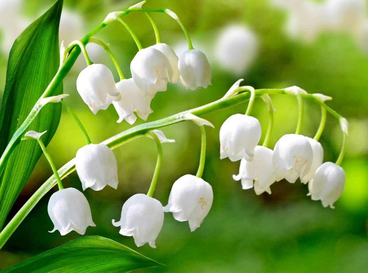 Lily of the valley prefers shade with damp soil.