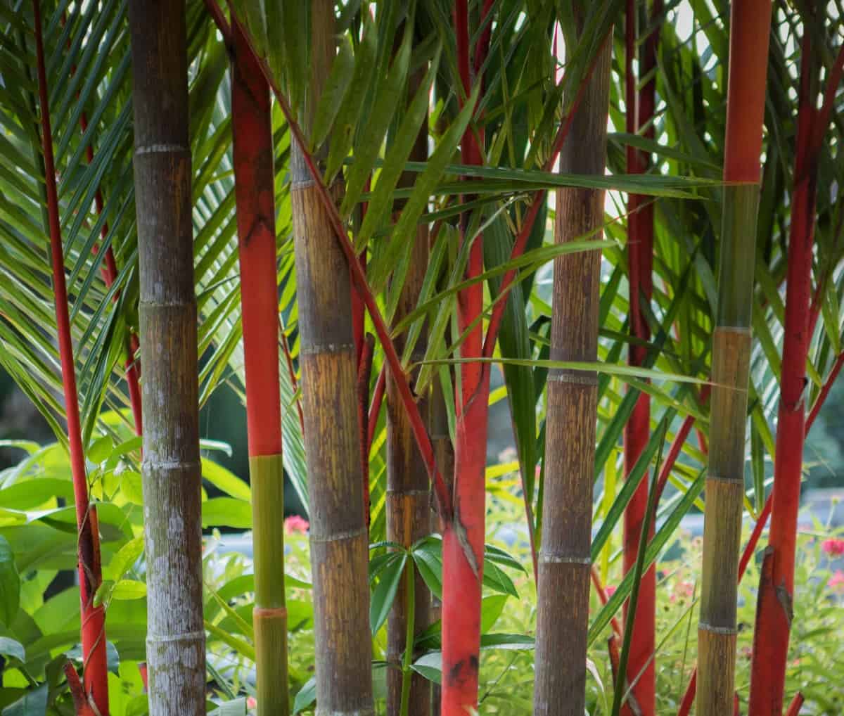 Lipstick bamboo or lipstick palm is not actually a bamboo plant.