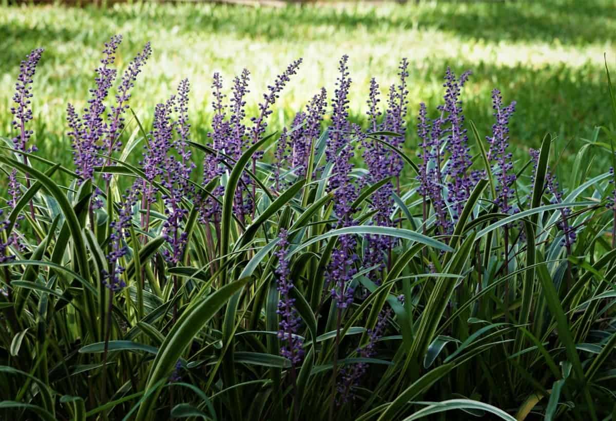 Liriope is an attractive ground cover that is a member of the asparagus family.