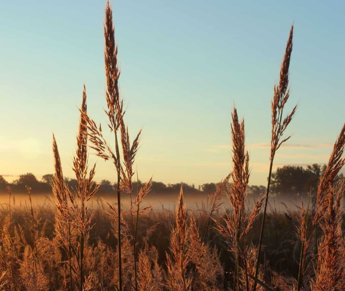 Big bluestem grass is a US native.