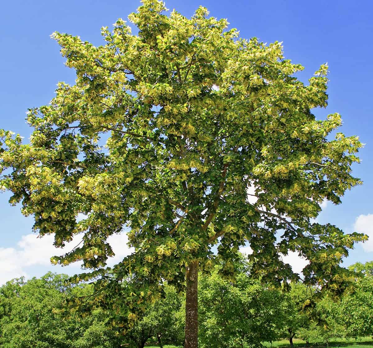 The leaves of the little-leaf linden tree turn yellow in fall.