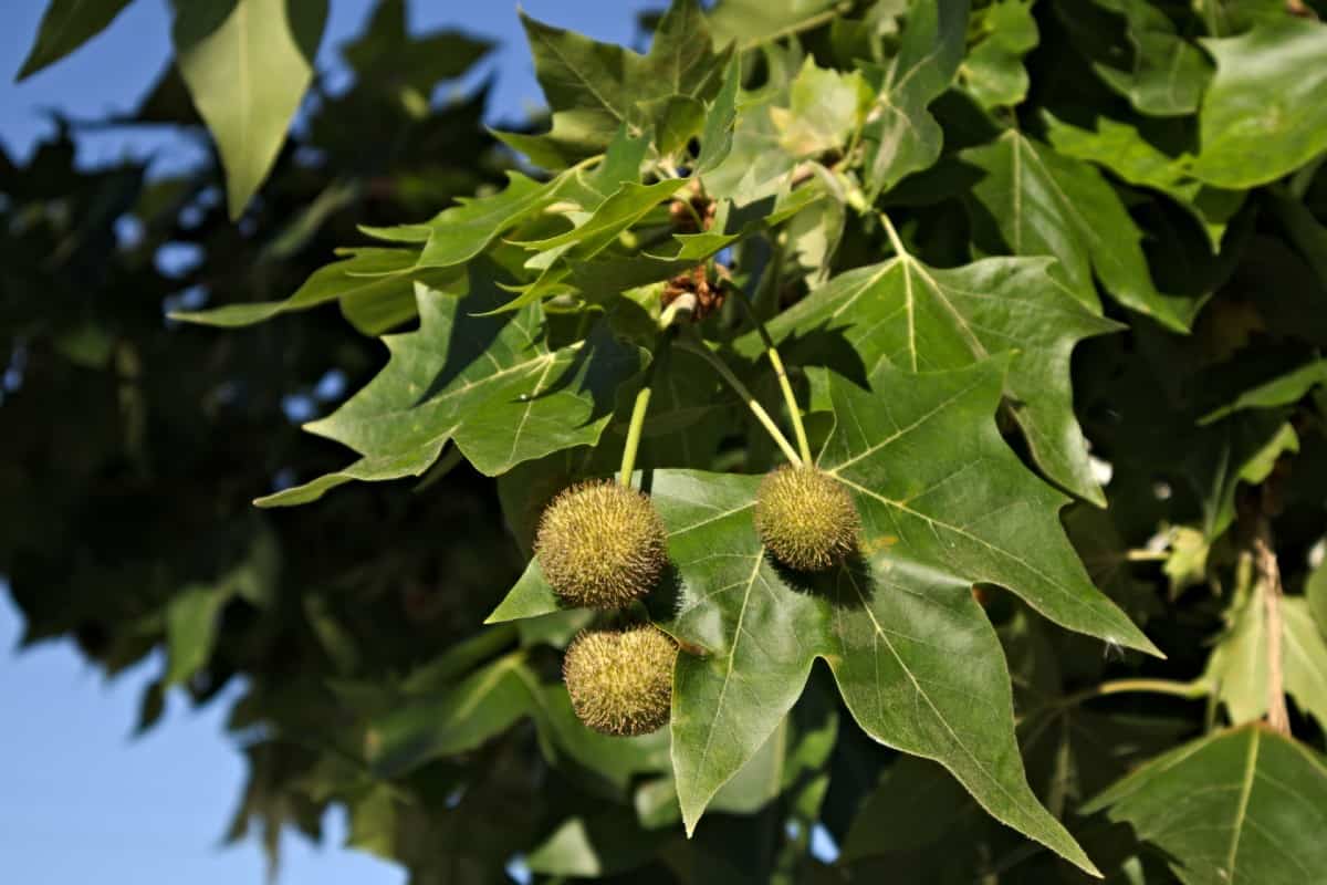 Drought is no problem for the London planetree.