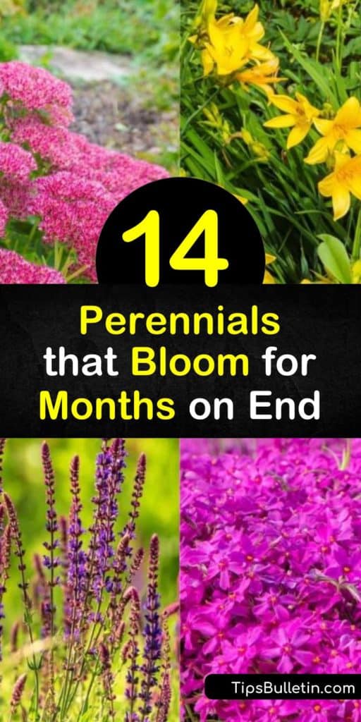 Extend the beauty of your garden beds with these plants that bloom for weeks. Plant a coneflower, daylily, black-eyed Susan, or phlox in an area with full sun and witness them blossom with long-lasting colors from late spring to late summer. #long #blooming #perennials