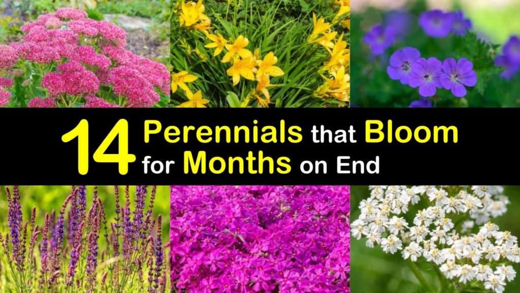 Long Blooming Perennials titleimg1