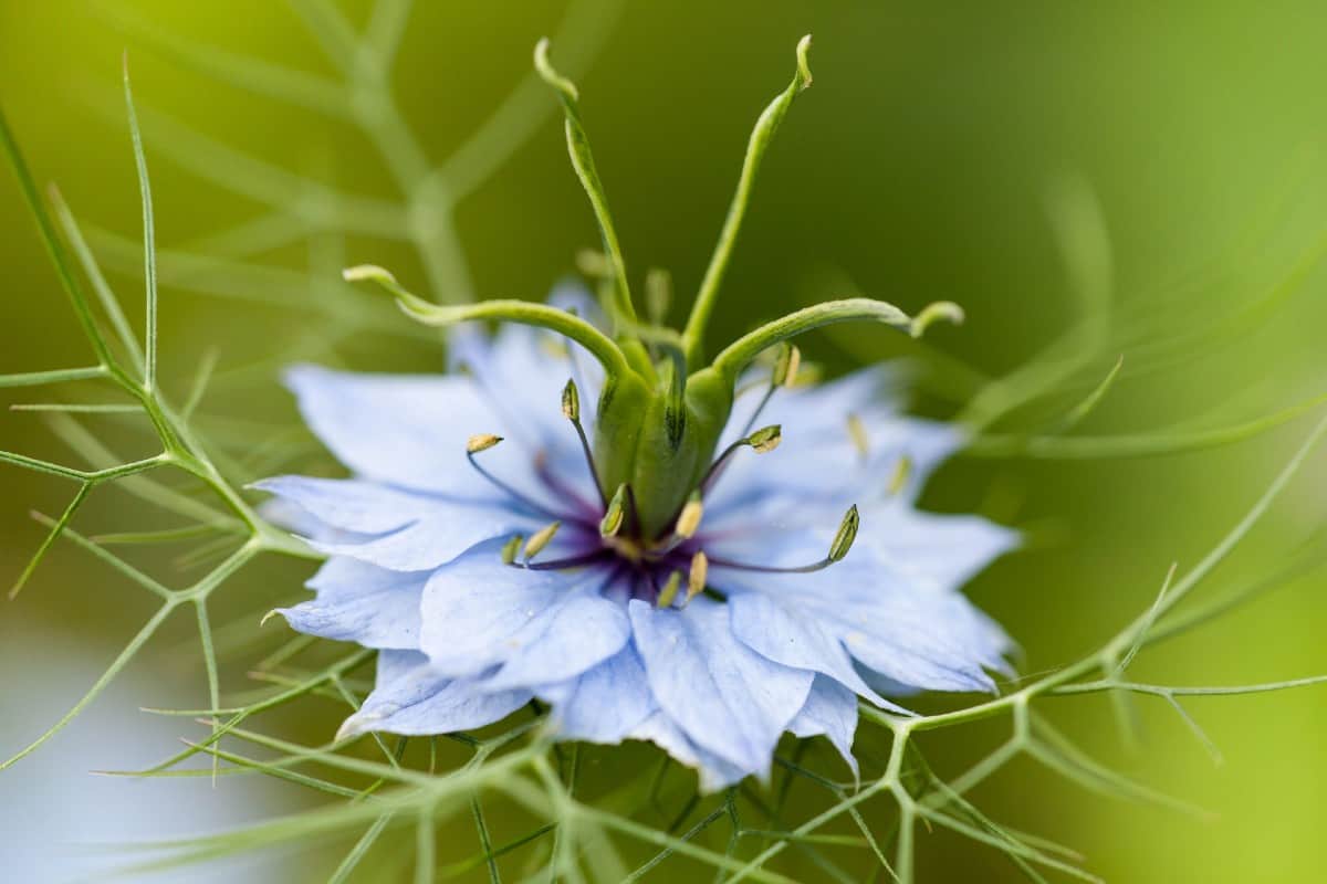 Love-in-a-mist does not do well when transplanted.