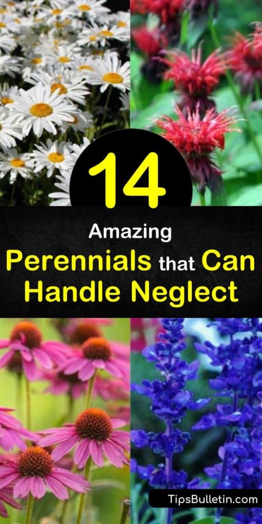 Come see how to use low-maintenance perennials like coneflower and hostas to create a yard that bursts with color in late spring or early summer. Learn how to use sedum as a groundcover to fill in barren spots and keep weeds at bay. #perennials #lowmaintenance #easyperennials