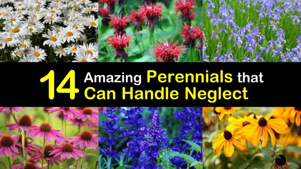 Low Maintenance Perennials titleimg1