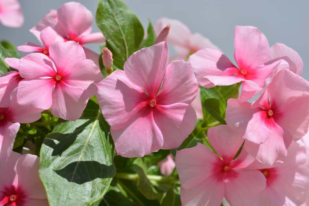 The Madagascar periwinkle is a tropical vinca species.