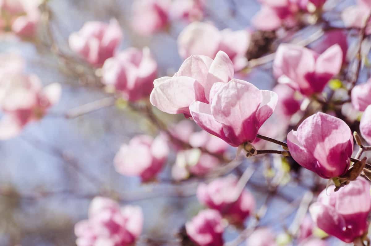 Magnolia trees are fast growers.