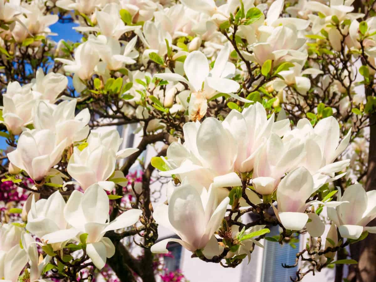 Keep magnolia trees far enough from the pool so their leaves don't fall in.