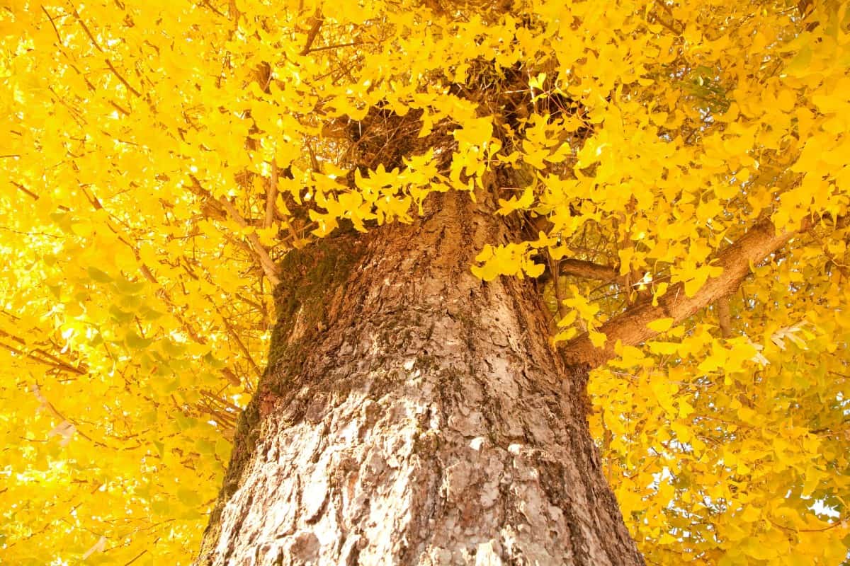 The maidenhair or ginkgo is an ancient tree species.