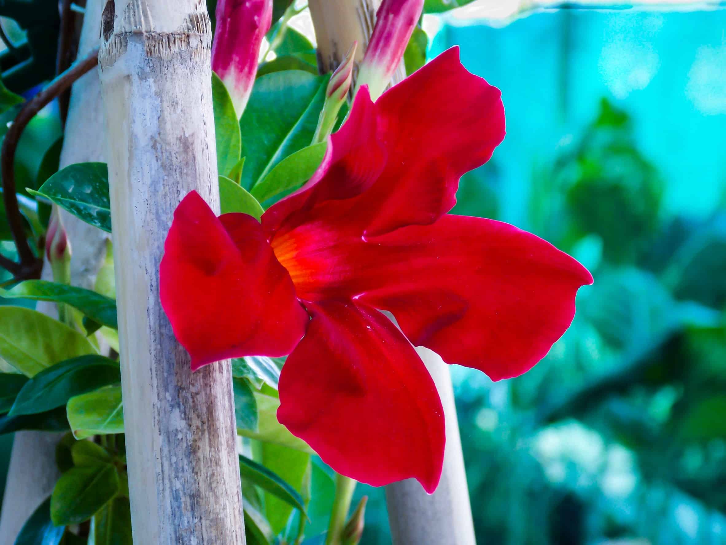 Mandevilla is a tropical vine whose flowers look like hibiscus.