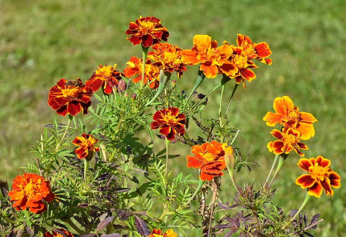 Marigolds are some of the easiest plants for children to grow.