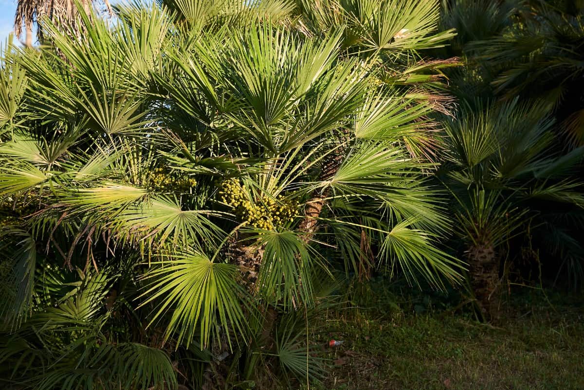 The mediterranean fan palm can create an interesting hedge.