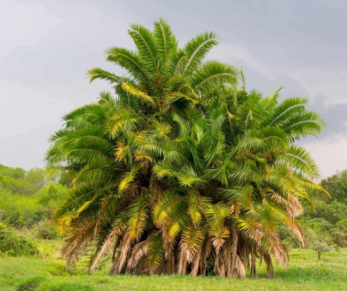 Mexican fan palms are tall desert trees.