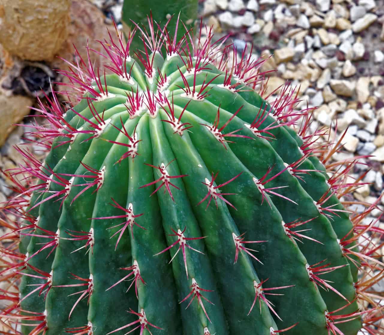 The Mexican lime cactus has red spines.