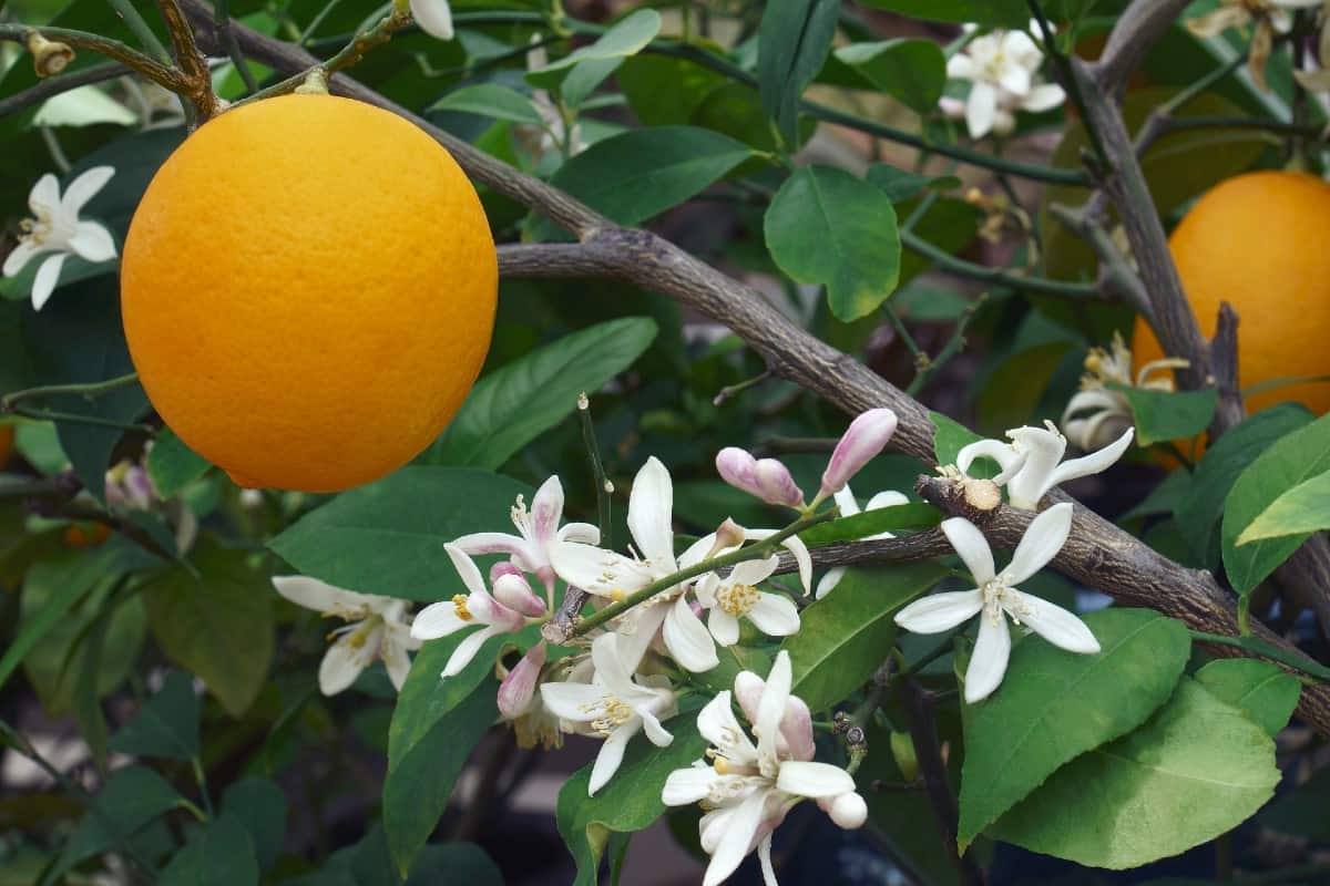 Meyer lemon blossoms have a wonderful fragrance.