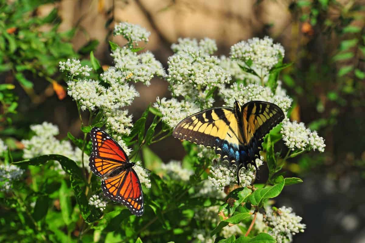 Milkweed plants attract all kinds of butterflies.