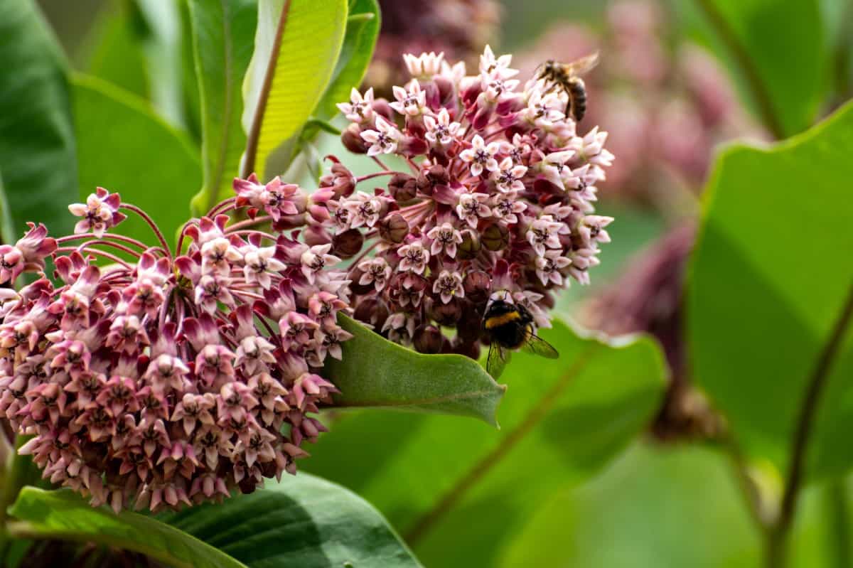 Milkweed is a tough plant that doesn't mind dry soil.