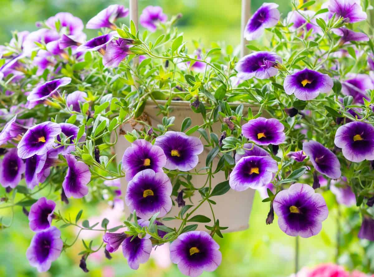 Million bells is also called the trailing petunia.