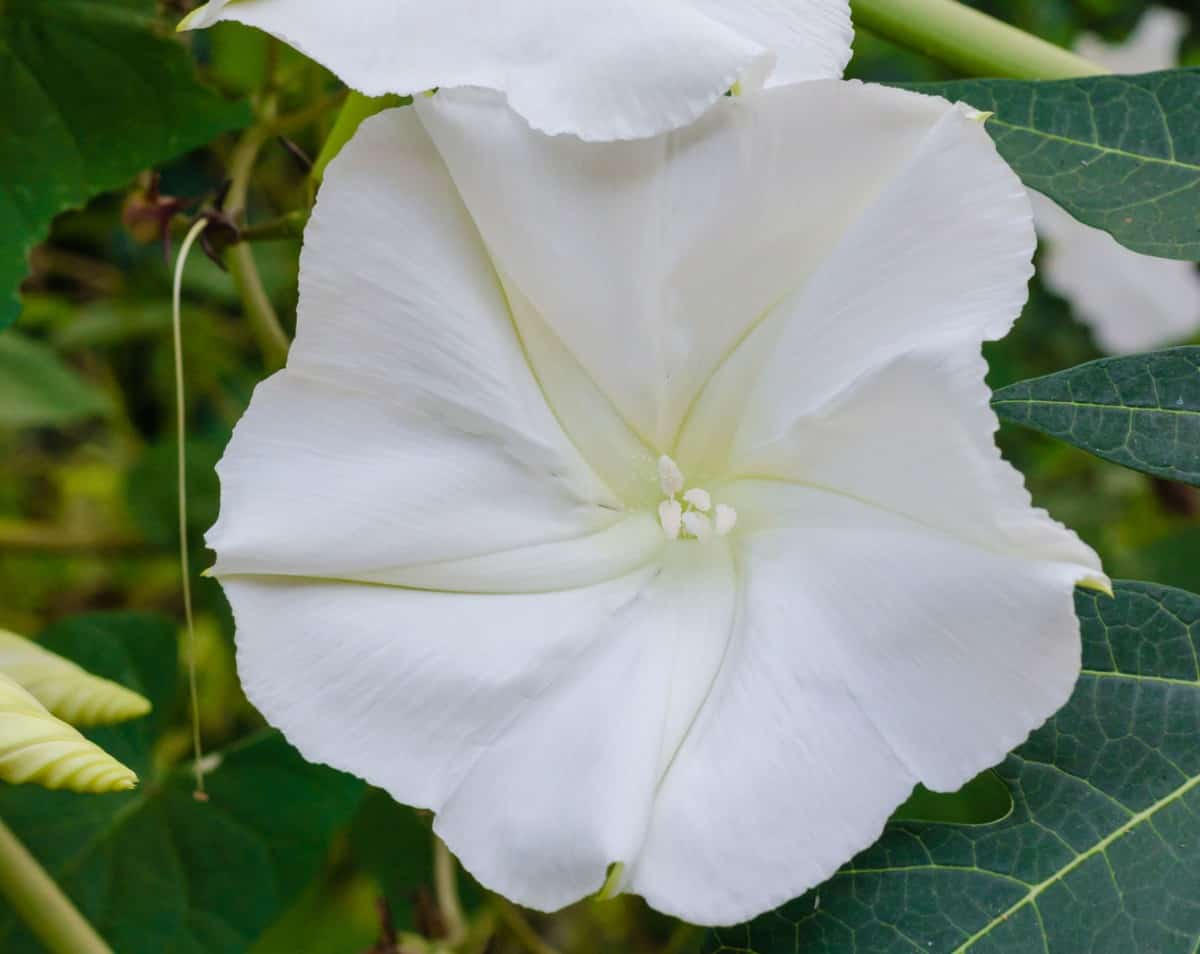 Moon flowers are night-blooming vines.