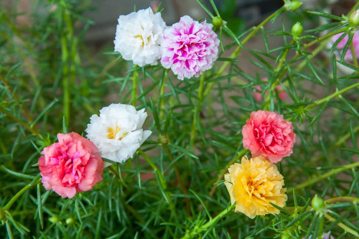 Moss roses have succulent-like leaves.