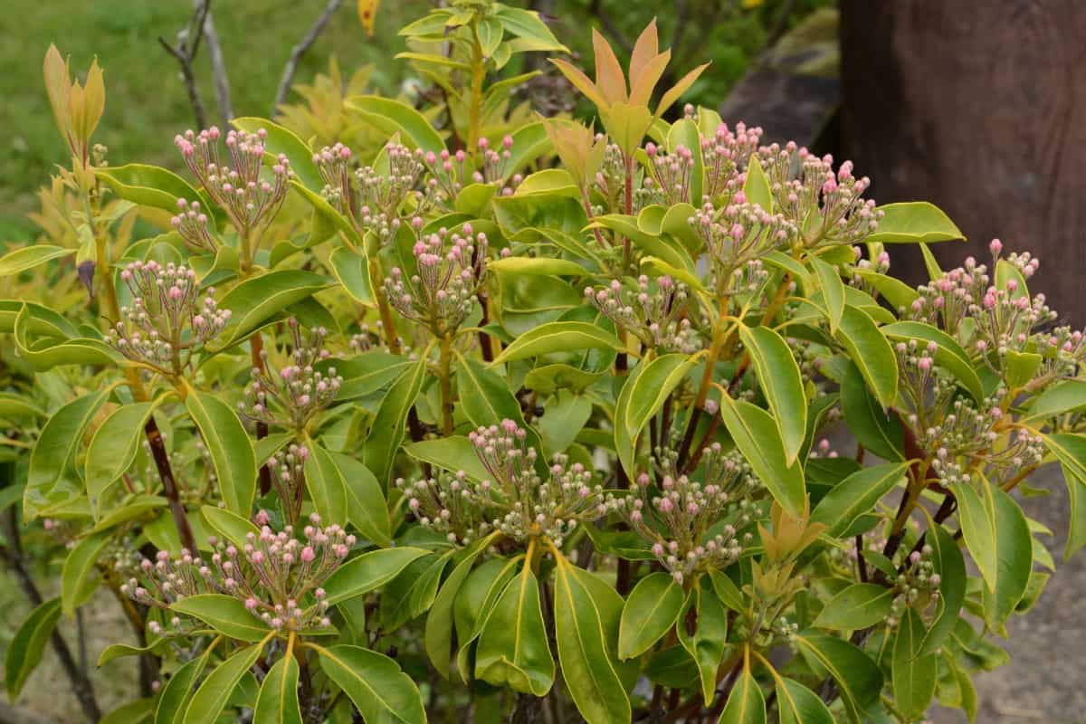 Mountain laurel should be spaced six feet apart when creating a hedge.