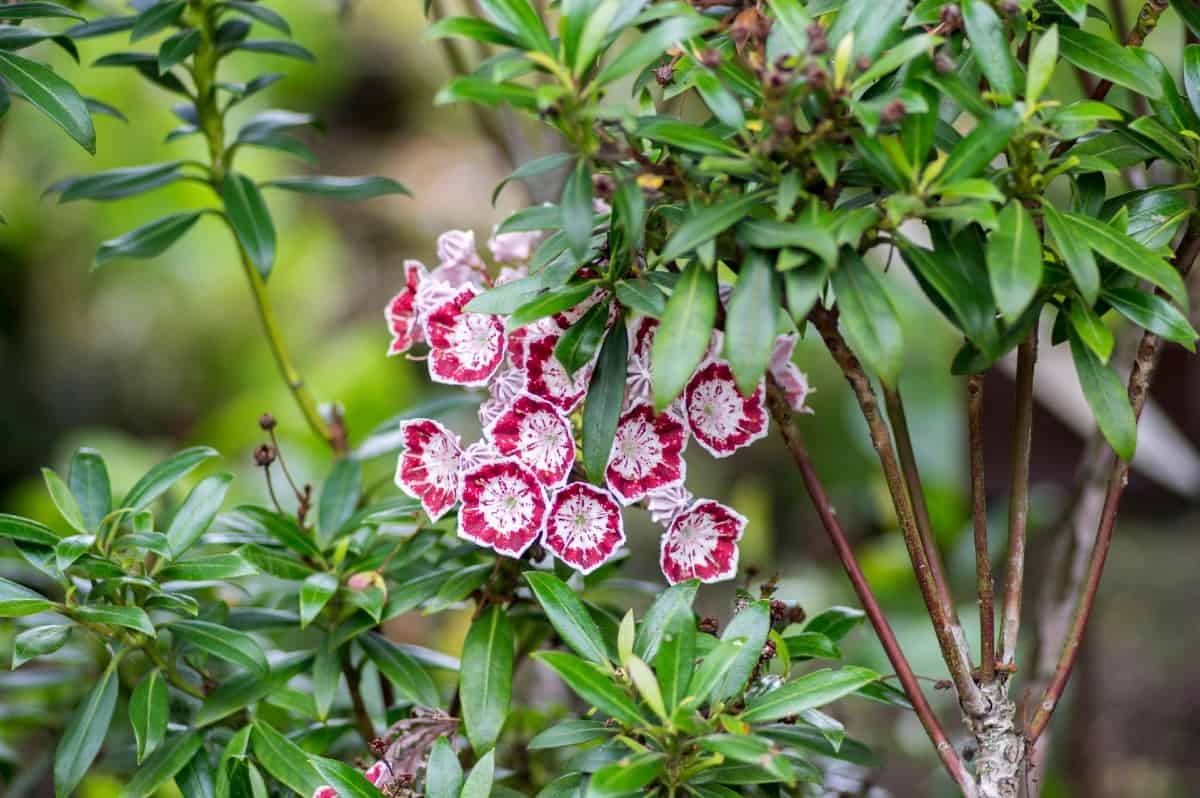 Mountain laurel shrubs have unique flowers.