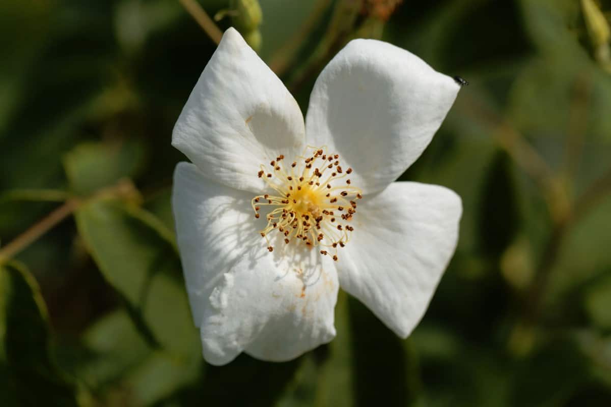 Musk roses are a hybrid with a bushy shape, making them ideal for a hedge.