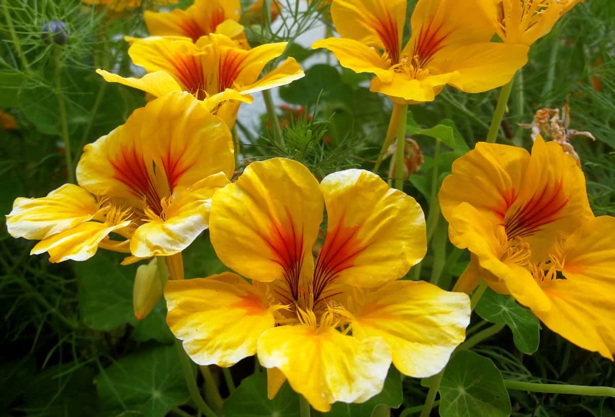 Nasturtiums are completely edible.