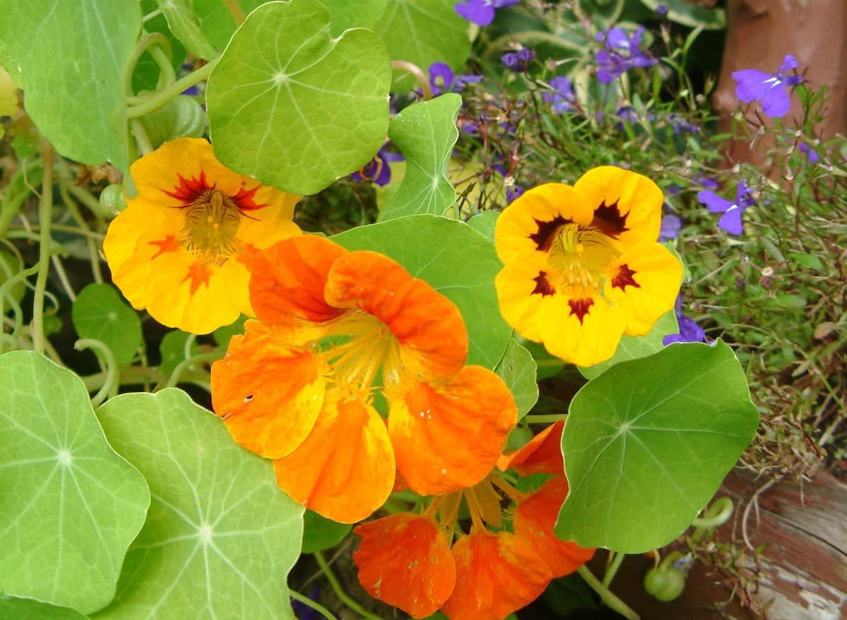 All parts of the nasturtium are edible and have a peppery flavor.