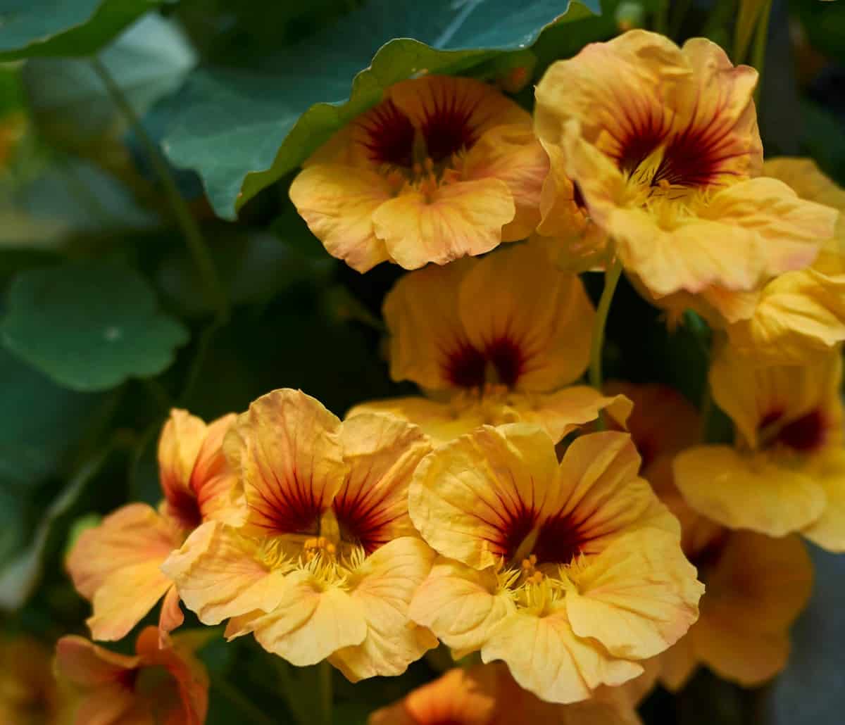The flowers and leaves of the nasturtium are edible.