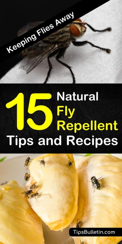 Learn about 15 ways to make natural fly repellent for your home, both indoors and outdoors! Use essential oils and plants, or make an easy homemade pest control spray and you won’t have to worry about flies in your home this summer! #diypestcontrol #flyrepellent #flyspray